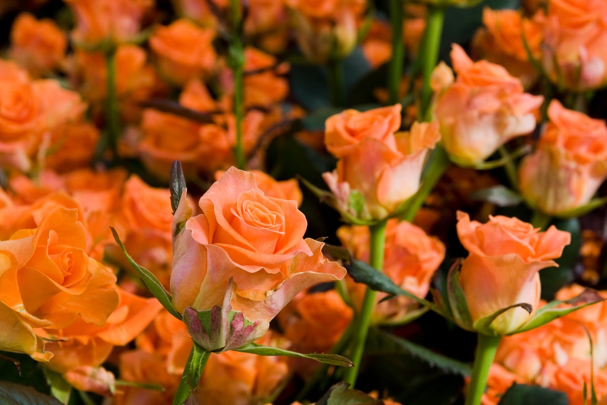 Roses