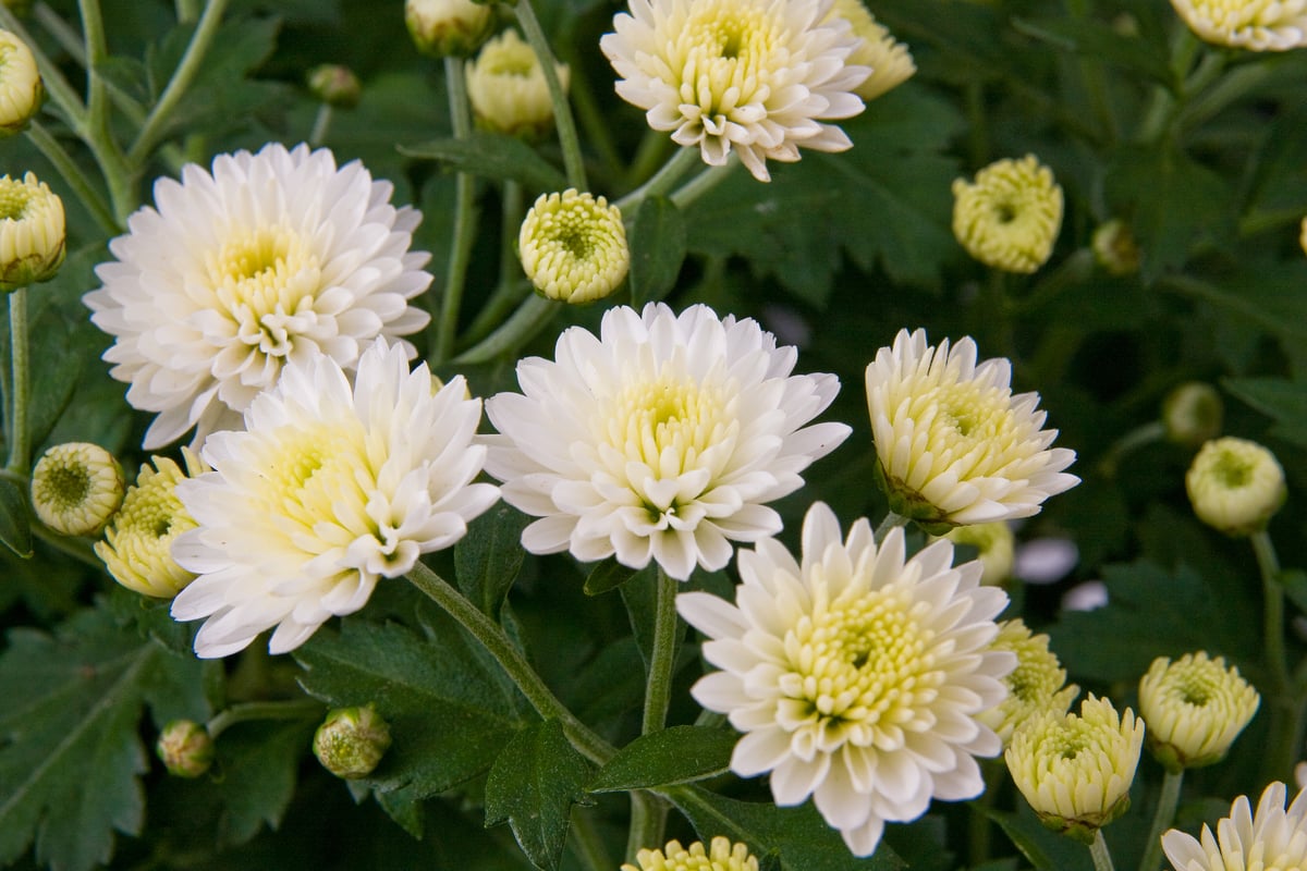 Chrysant