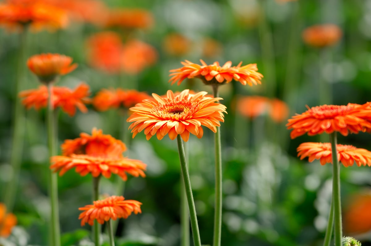 Gerbera
